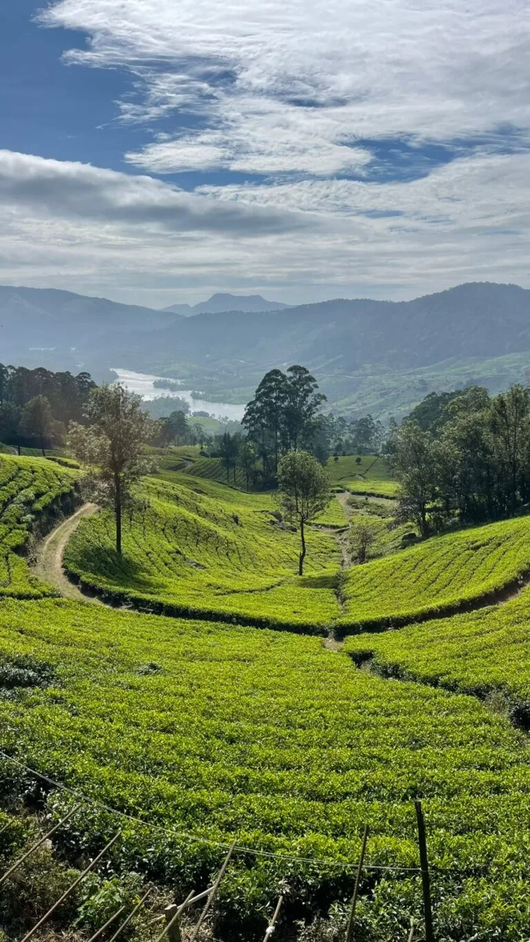 Rows of tea bushes curving over a hillside in Munnar, with a lake and mountains beyond