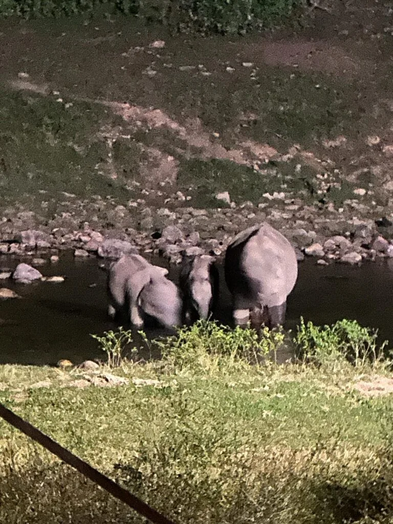 Wild elephants gathered at the edge of a river in the forest