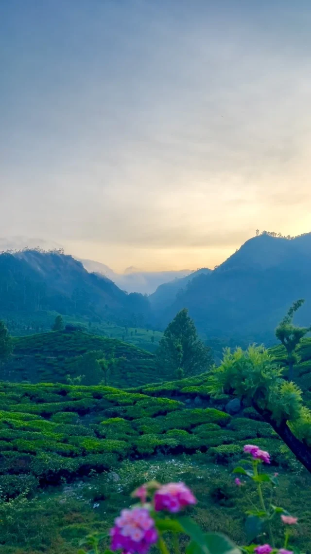 Tea gardens and misty peaks at dusk, with pink flowers in the foreground