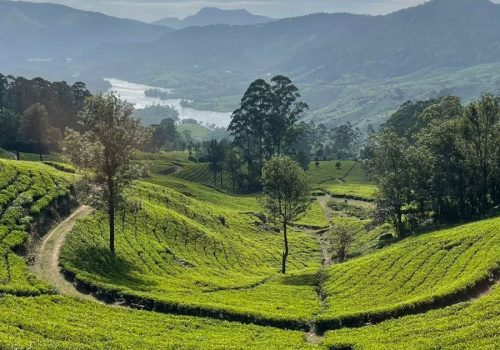 samya retreats munnar