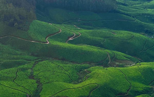 samya yoga retreats munnar